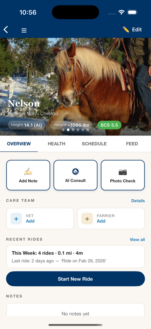 Horse profile